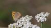 Lycaena phlaeas